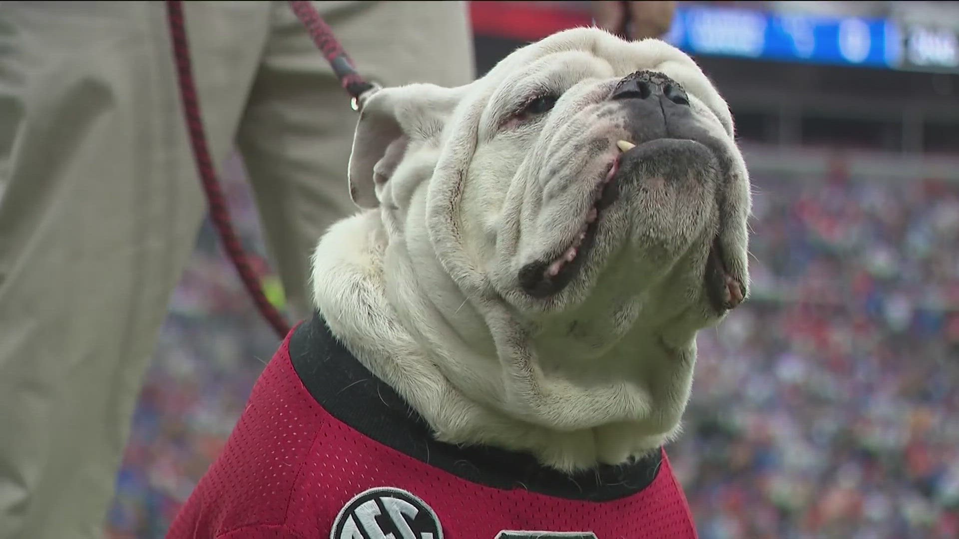 The bulldog, lovingly known as Que, died peacefully at his home in Savannah.