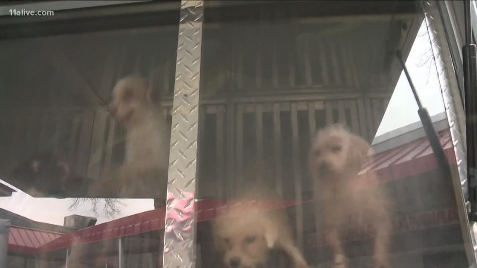 Hundreds of dogs have been rescued from puppy mills across Georgia. While they are forever changed, breeders often avoid significant jail time.