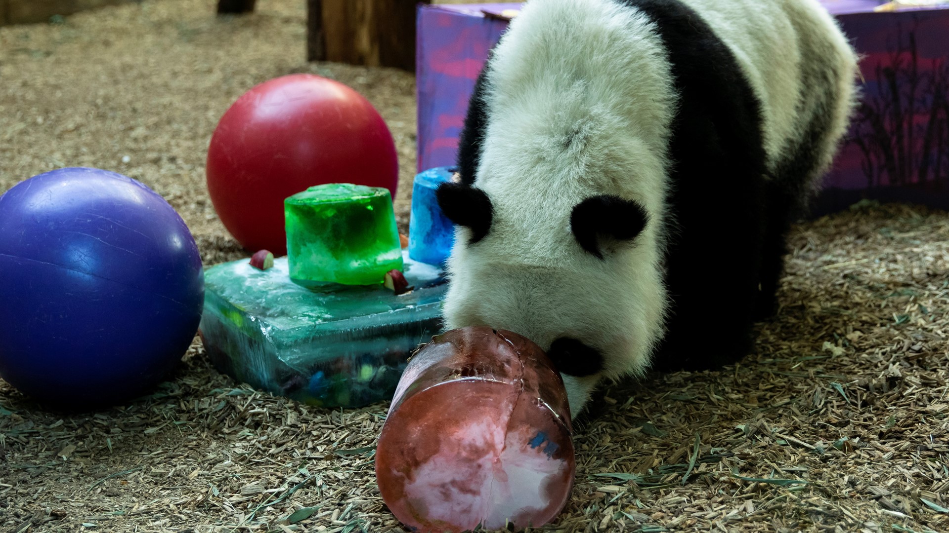 Zoo Atlanta pandas turn 3 years old! | 11alive.com