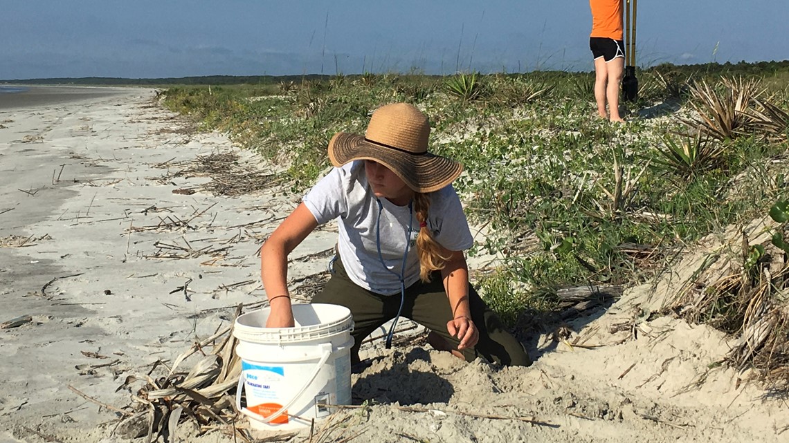 Loggerhead sea turtle nesting season begins on Georgia coast | 11alive.com