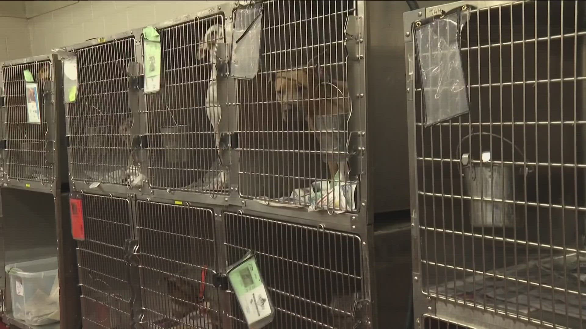Dozens of dogs are being put down because of overcrowding.