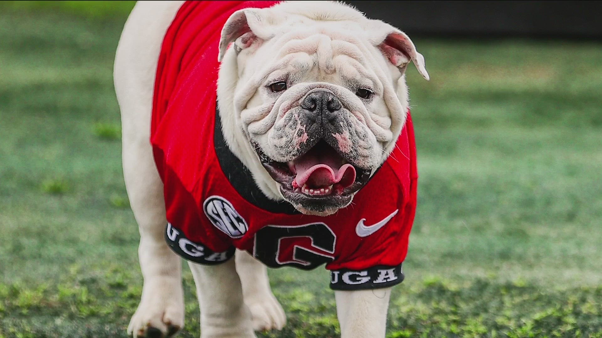 2023 Georgia Bulldogs Football Schedule: Downloadable phone Wallpaper