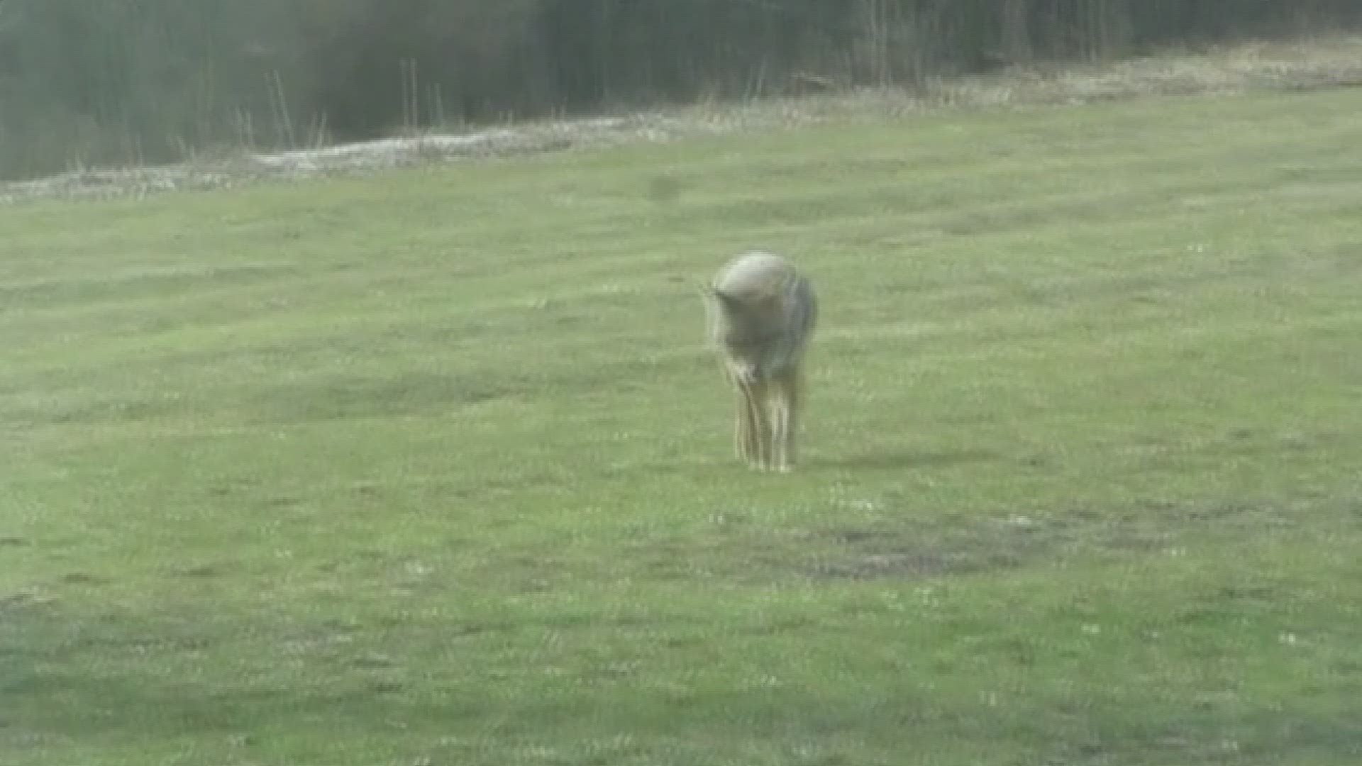 Video of coyote sightings.