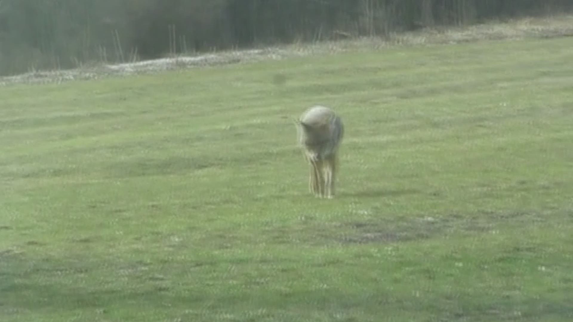 Endangered dingo believed to be dropped by eagle into backyard