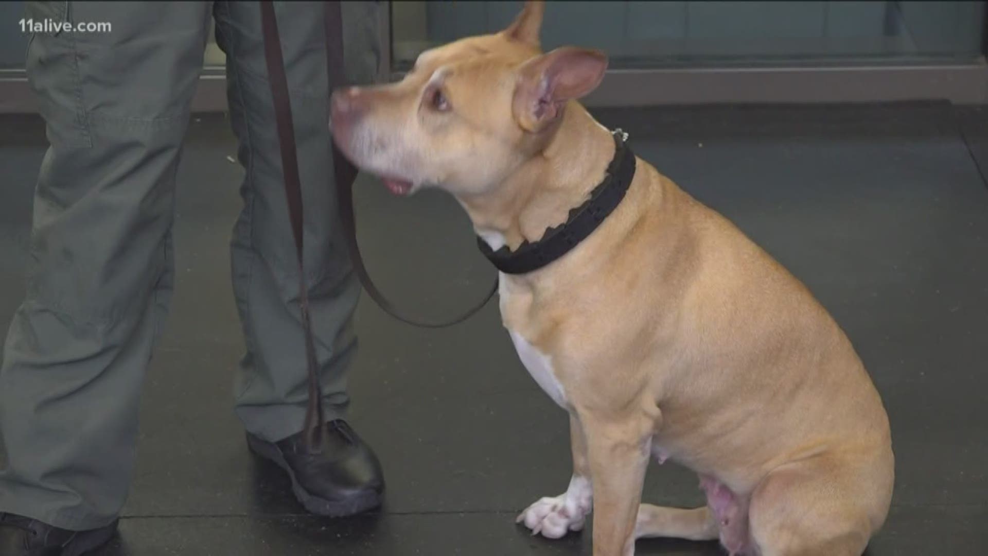The program pairs dogs with carefully chosen inmates who work with a volunteer dog trainer to teach them obedience.