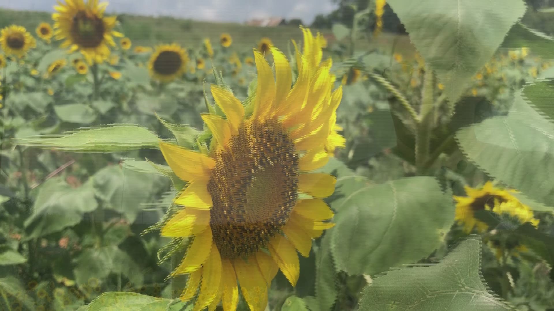 Milford Sunflower Farm bloomed a month early.