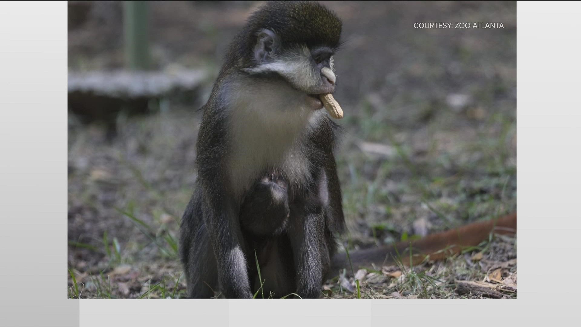 The baby animal is the newest addition to the Zoo's largest group of middle African monkeys.