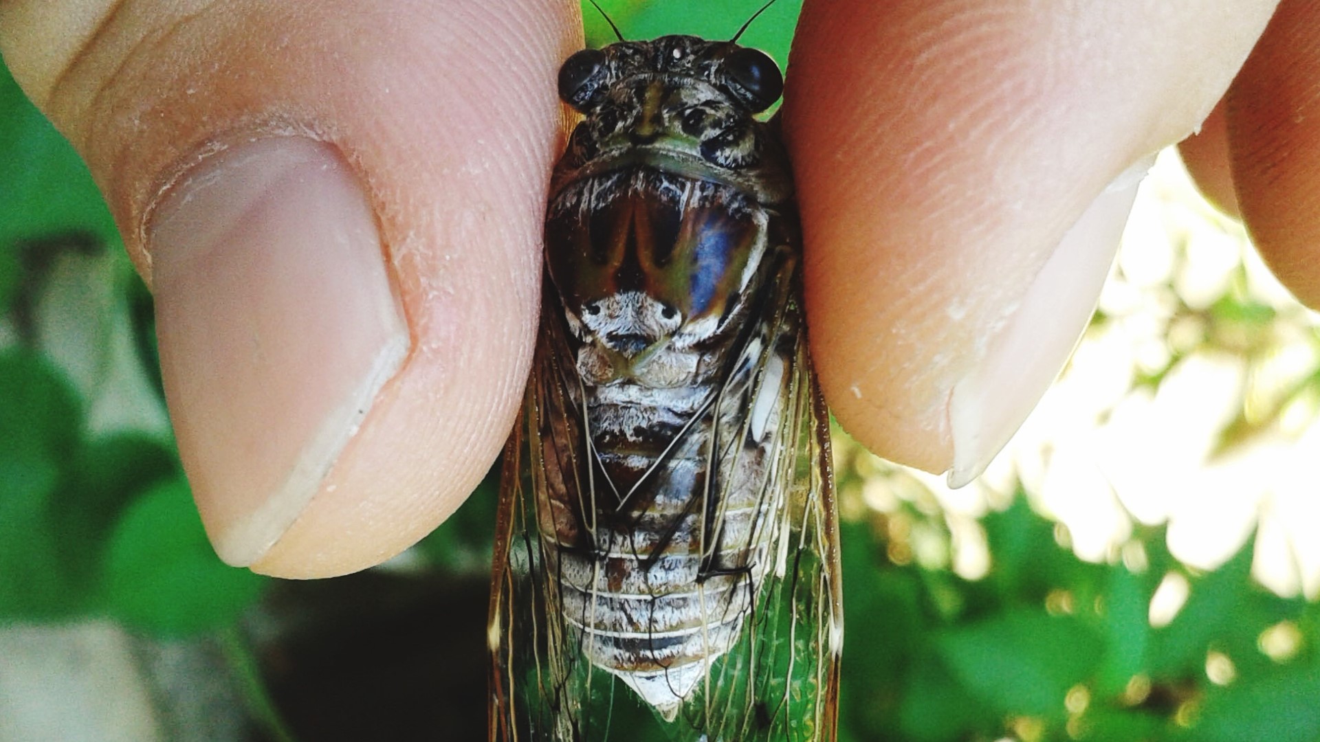 Cicada Map States Where Historic Broods Will Emerge This 59 OFF