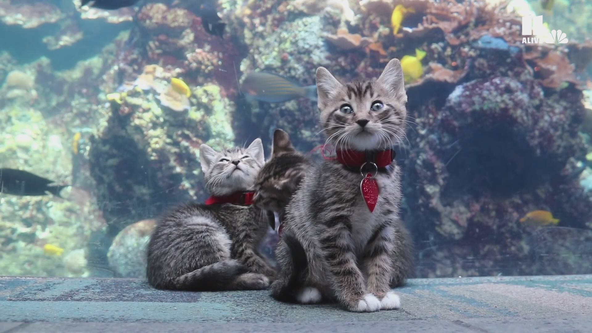 Atlanta Humane Society and Georgia Aquarium teamed up to give this group of kittens the tour of a lifetime.