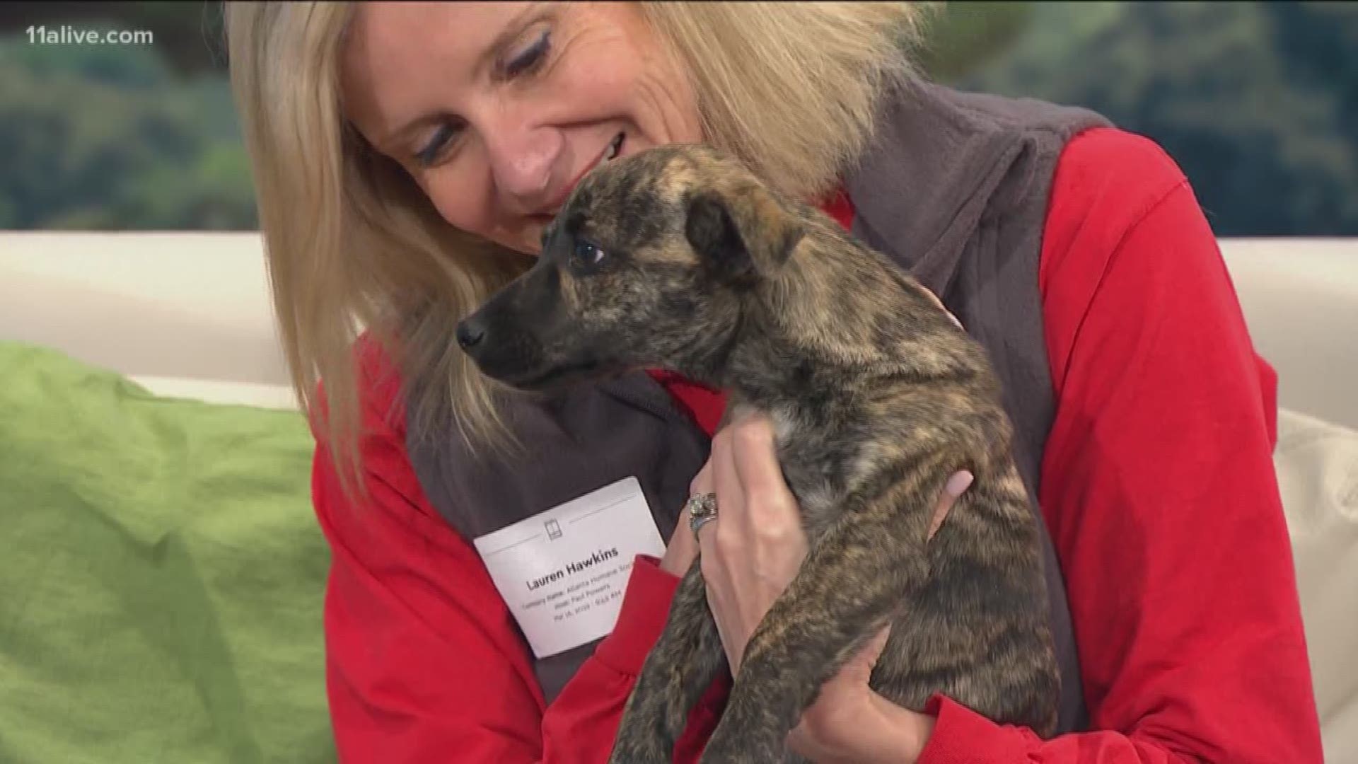 The Atlanta Humane Society has more pets that need to be adoption.