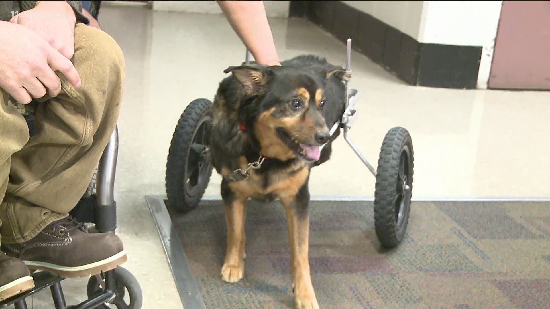 11Alive has been following the story of the rescue dog for a year.