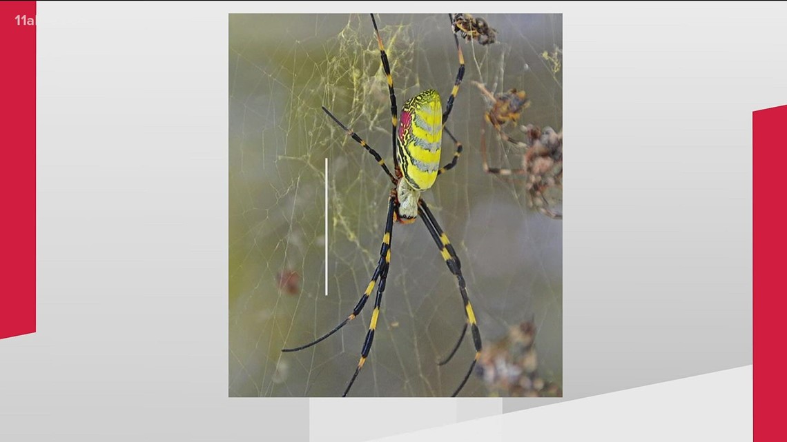 Joro spiders spotted all over north Georgia in full force | 11alive.com