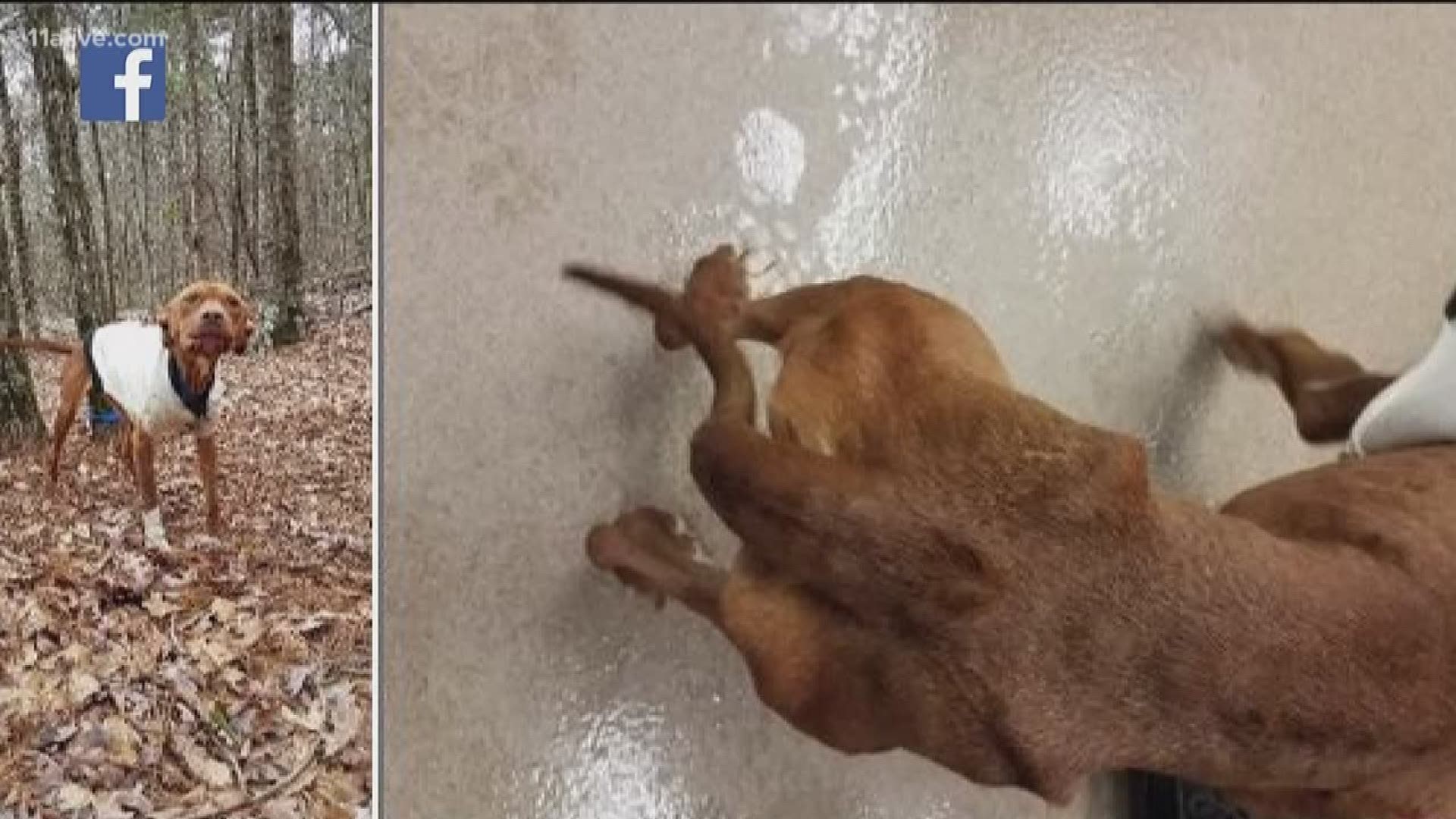 The emaciated dog was found abandoned and tied to a tree near the Arabian Mountain Nature Center in Lithonia on March 10. Police are currently trying to find the owner.