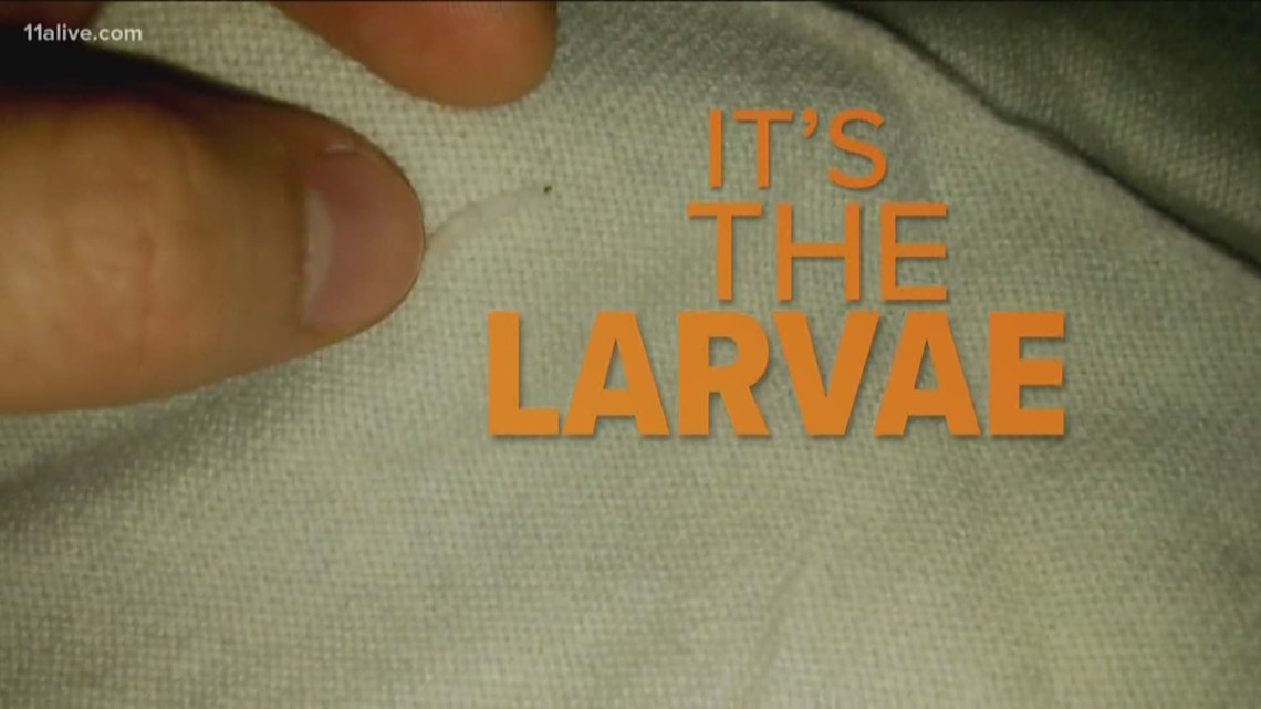 Why do moths eat my clothes?