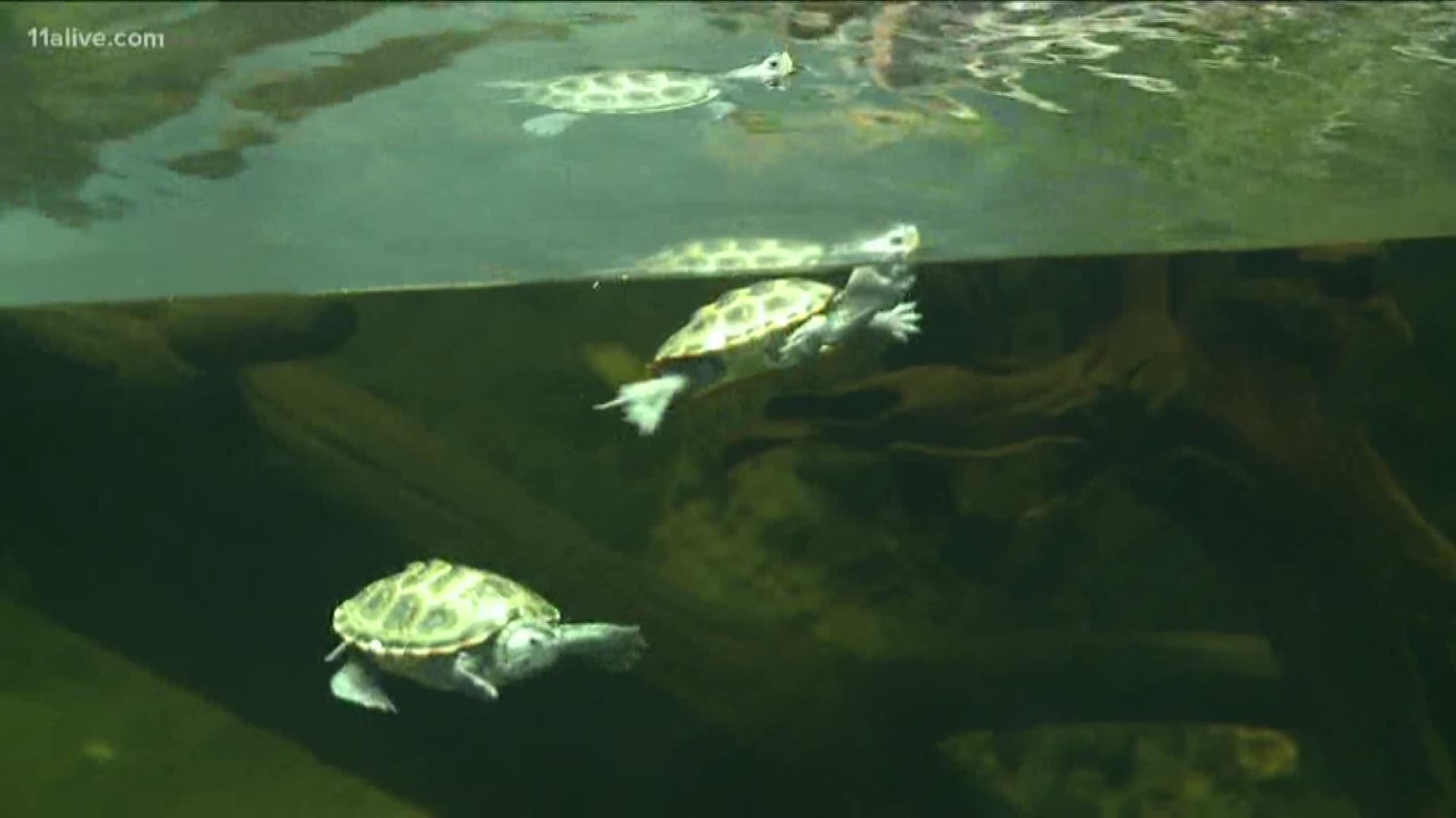 What you should know about the Diamondback terrapins at Zoo Atlanta in this episode of Into the Wild.