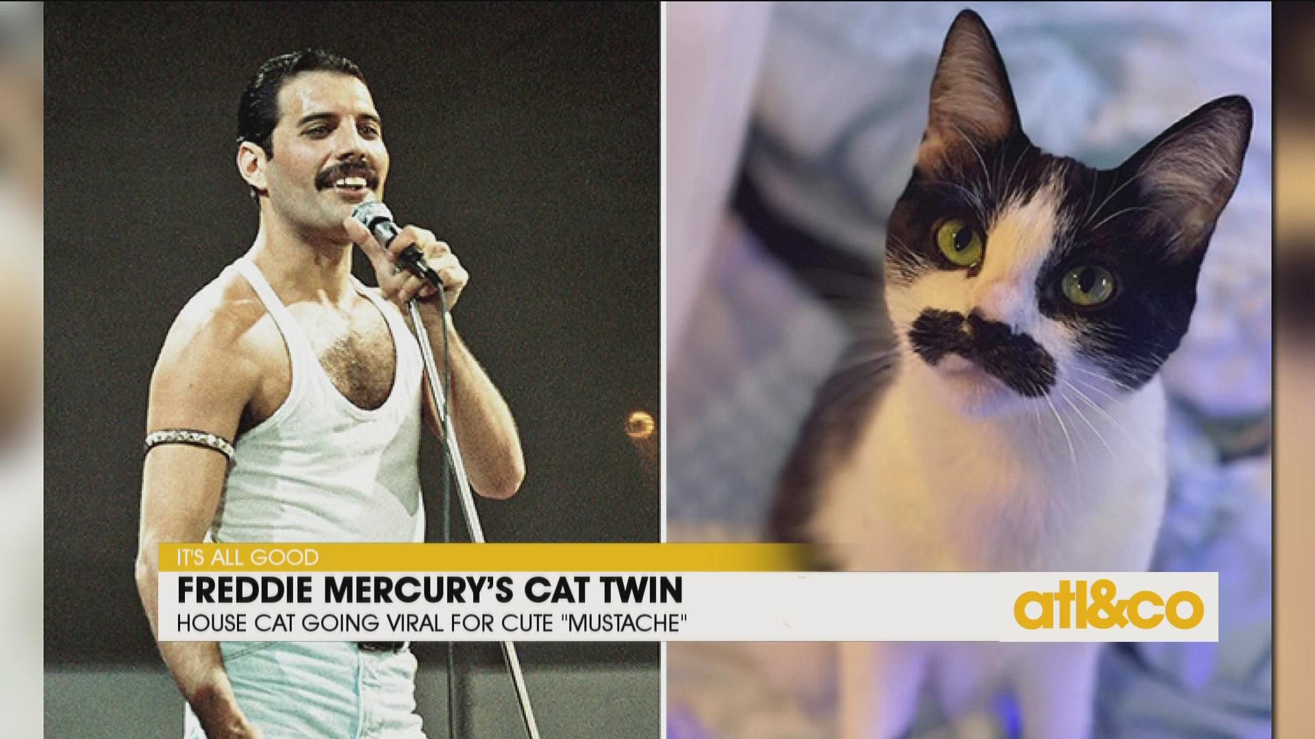 1-year-old house cat Mostaccioli bears a striking resembling to late great Queen frontman Freddie Mercury.