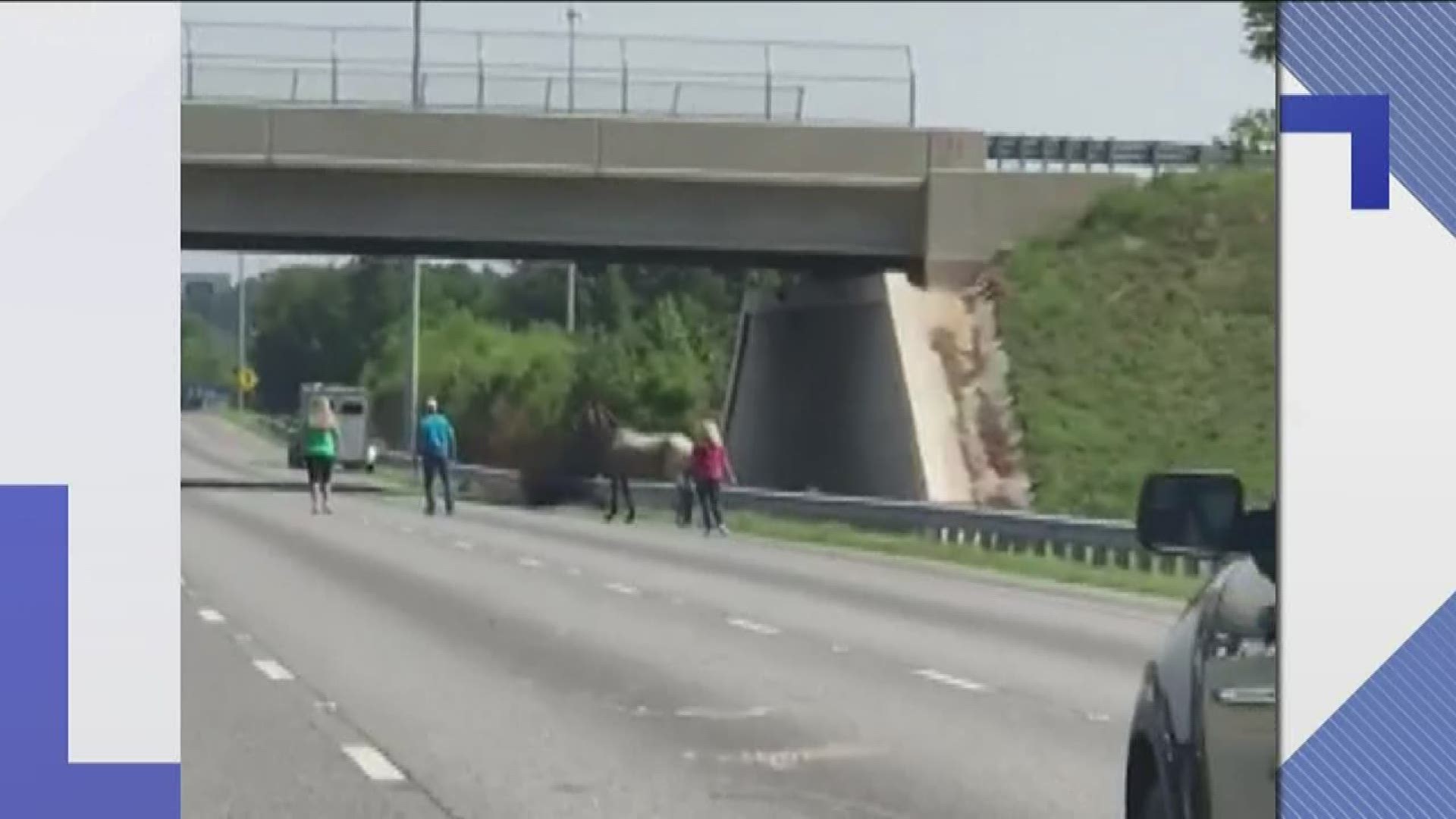 Parts of I-75 near Calhoun felt like a rodeo, Sunday after a runaway horse escaped its trailer.