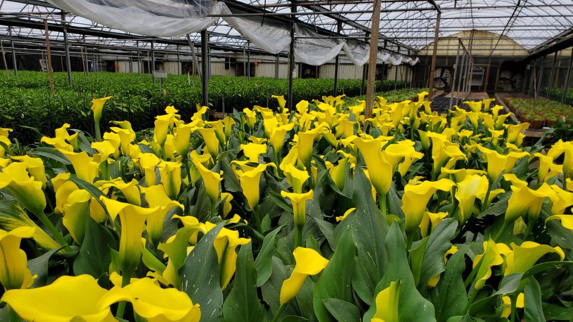 House Of Flowers Acworth Ga Best Flower Site