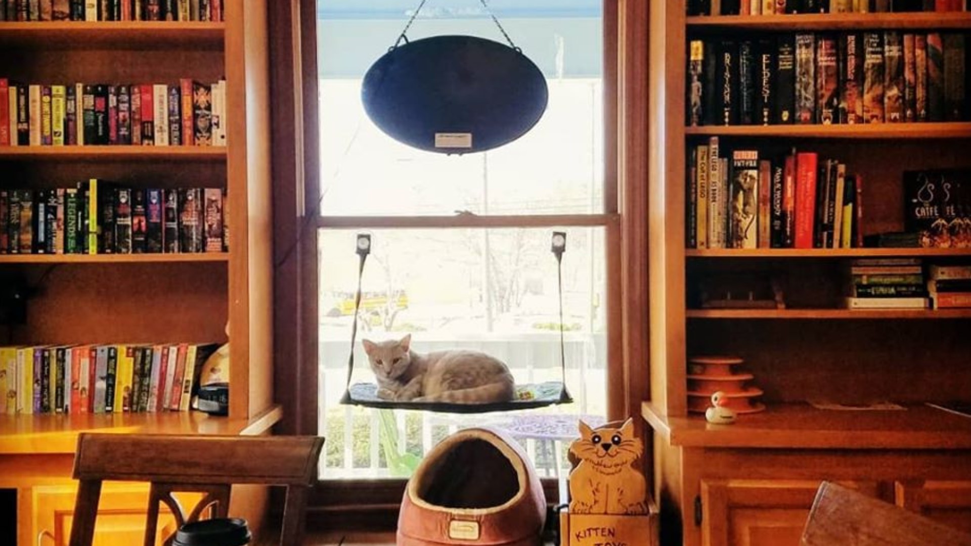 First ever cat cafe opens in County