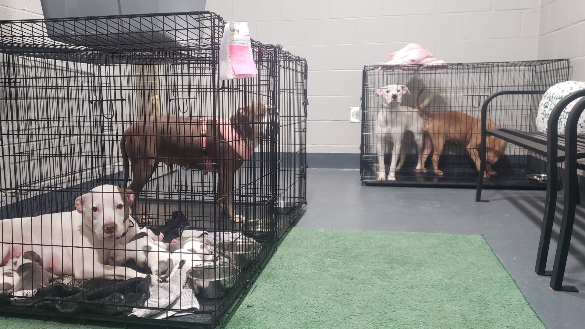 A partnership between the Federal Emergency Management Agency and the county animal shelter is allowing pet owners a place to temporarily house their animals.