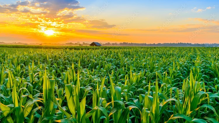 Emory research projects Corn Belt will be unsuitable for cultivating corn by 2100