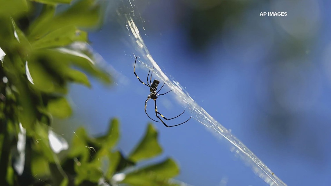 Residents urged to capture Joro spider sightings for Georgia's annual ...