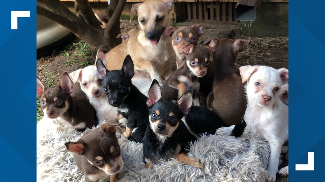 181 Chihuahuas rescued | Noah's Ark Animal Sanctuary Georgia | 11alive.com