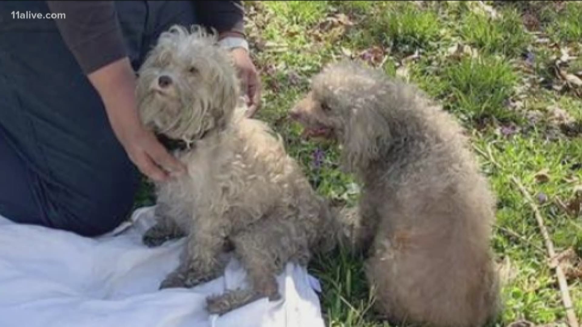 Firefighter saves dog's life with CPR after fire | 11alive.com