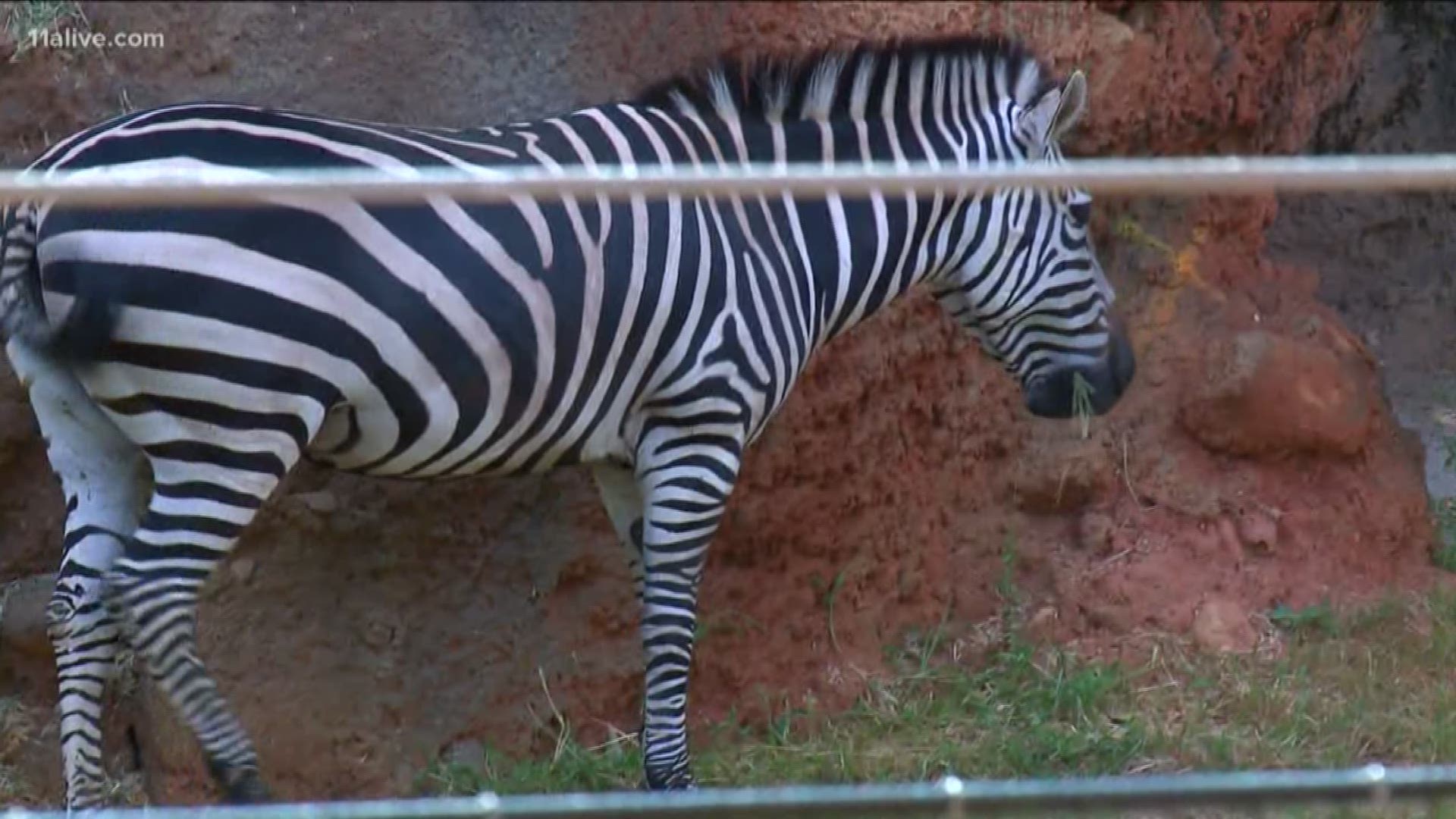 Savannah Hall transformation at Zoo Atlanta could come to a halt