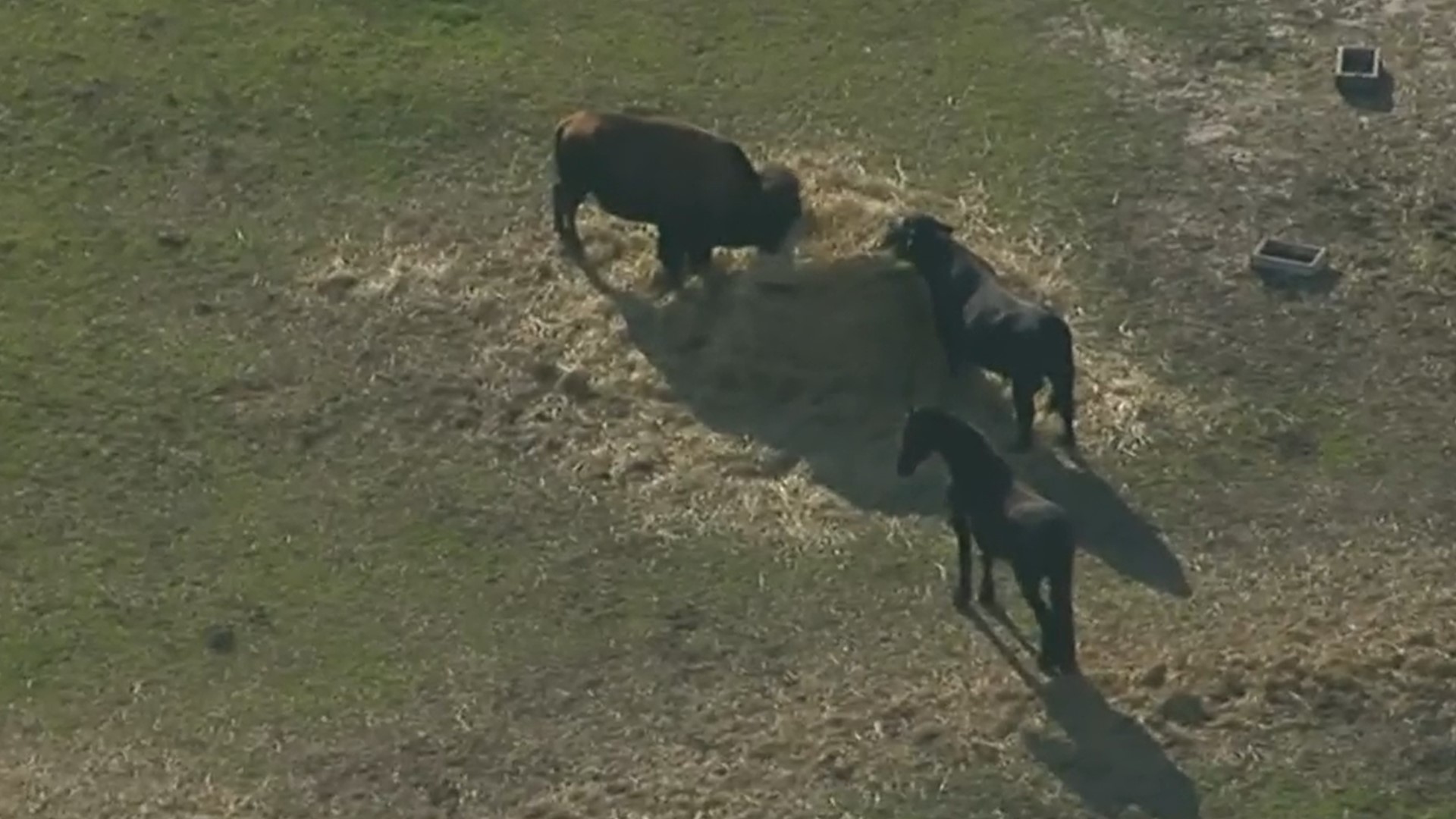 11Alive SkyTracker flew over Rick Ross' mansion in Fayetteville, Georgia Monday afternoon and spotted the buffaloes.