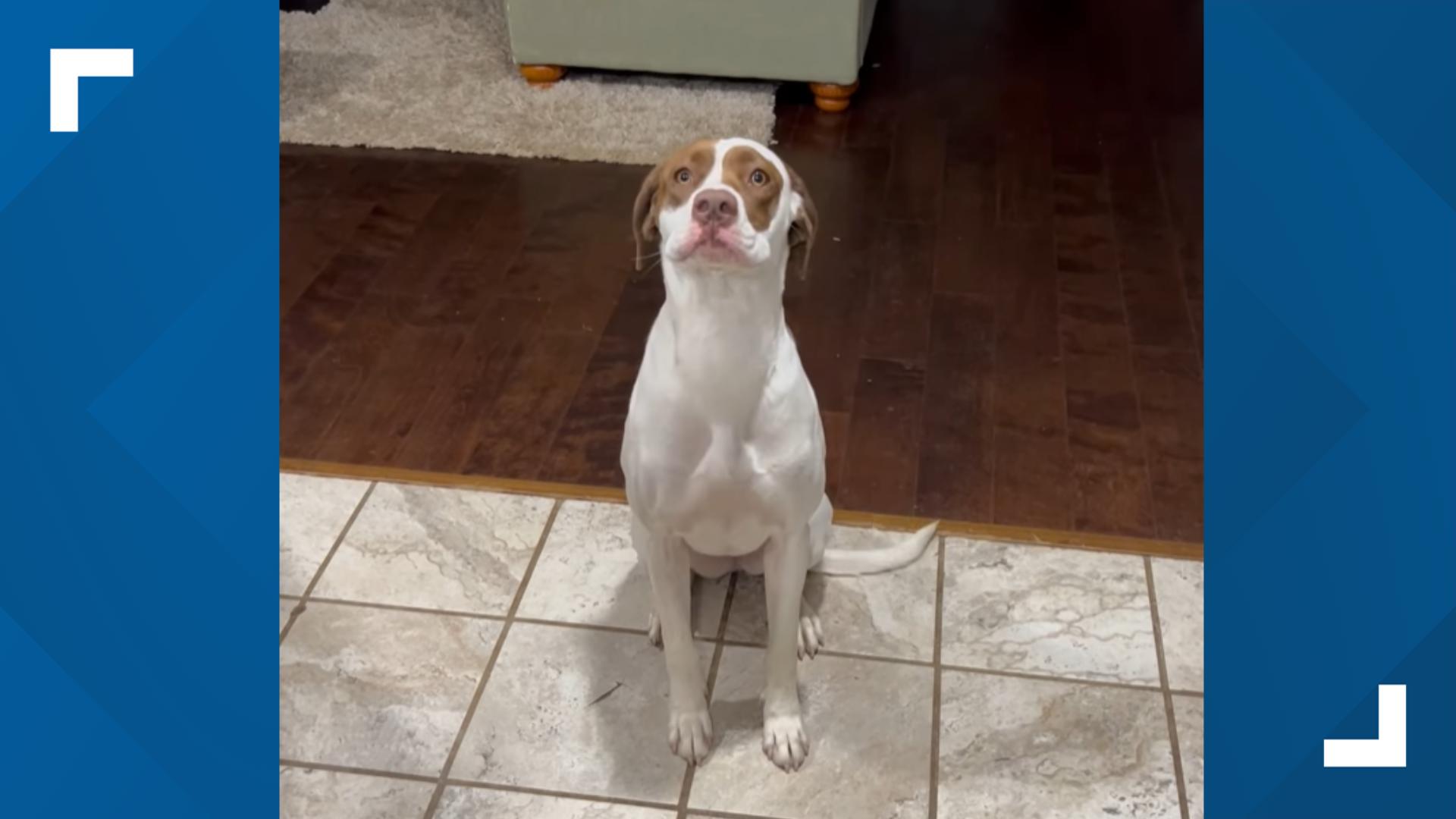 Family outraged after dog shot, killed by Cobb County Police outside ...