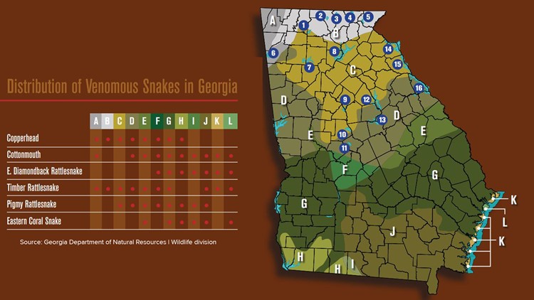 Georgia Snake Identification Chart