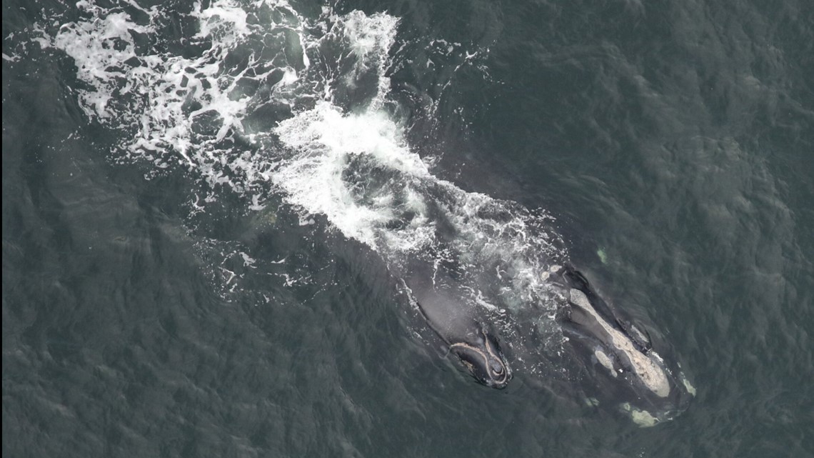 Georgia DNR reports 4 new whale calves spotted along coast | 11alive.com