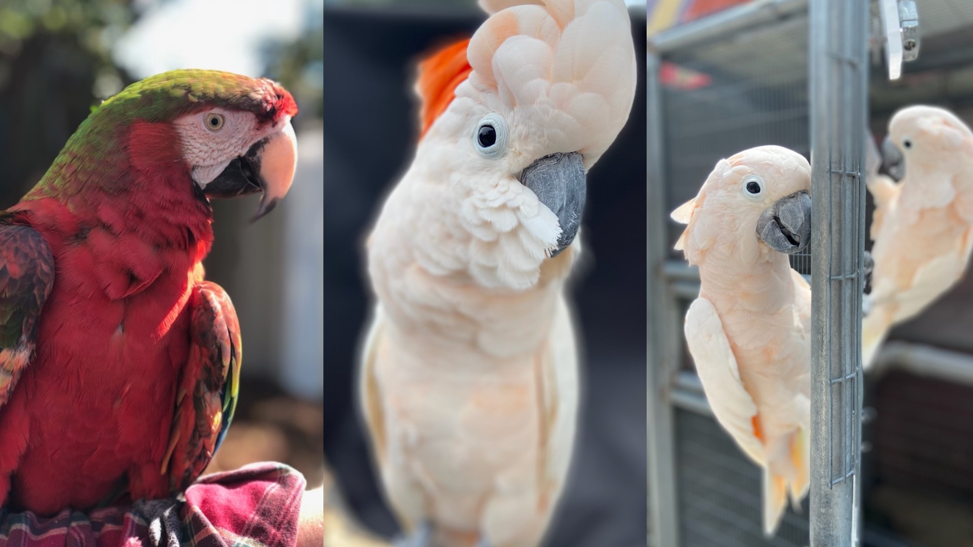 The owner said that many customers who have been coming for 30 years now are drawn to the restaurant because of the relationships they have molded with the parrots.