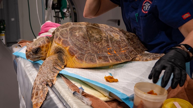 11 endangered sea turtles welcomed by Georgia Aquarium