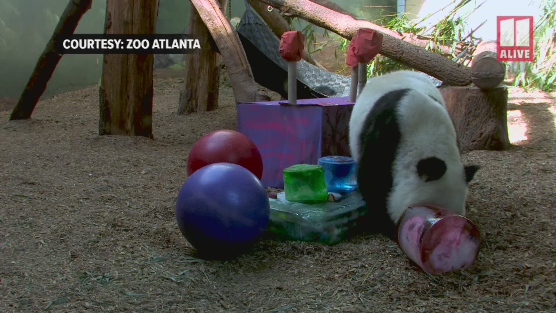 atlanta zoo panda