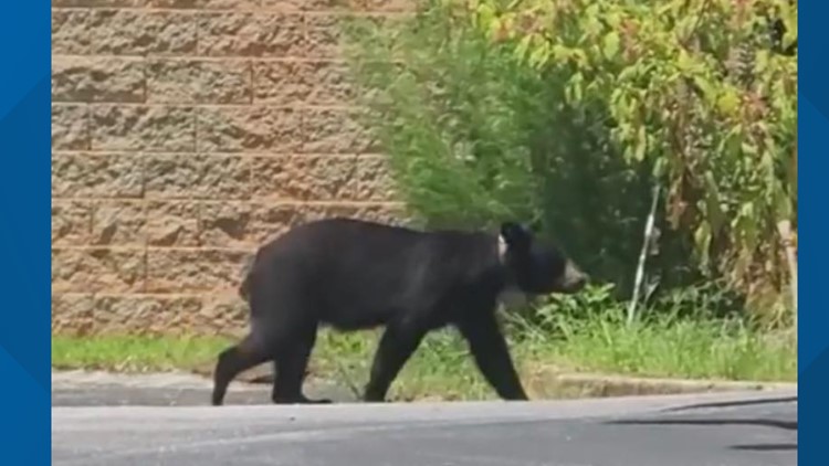 Gainesville Police warn of bear sightings 'amongst wonderful wildlife'