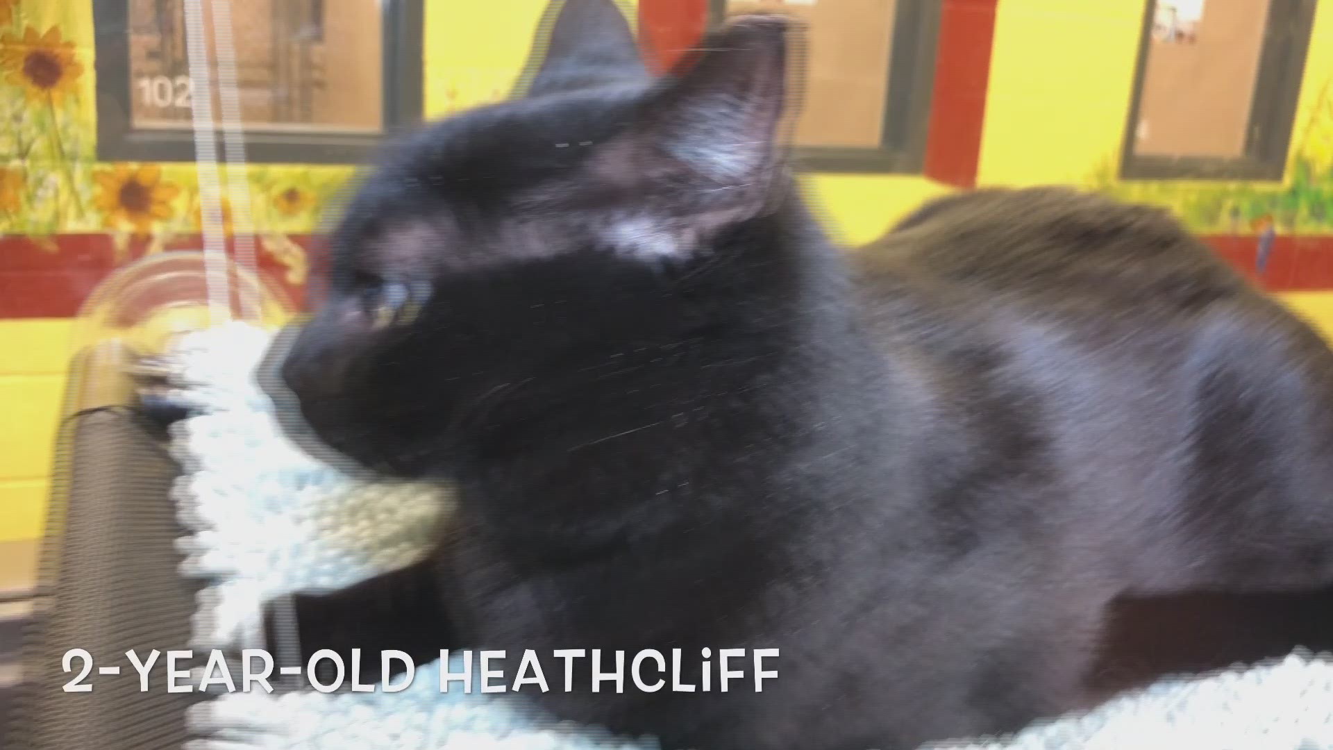 Heathcliff and Lance are both available for free adoption at the Gwinnett Animal Shelter.