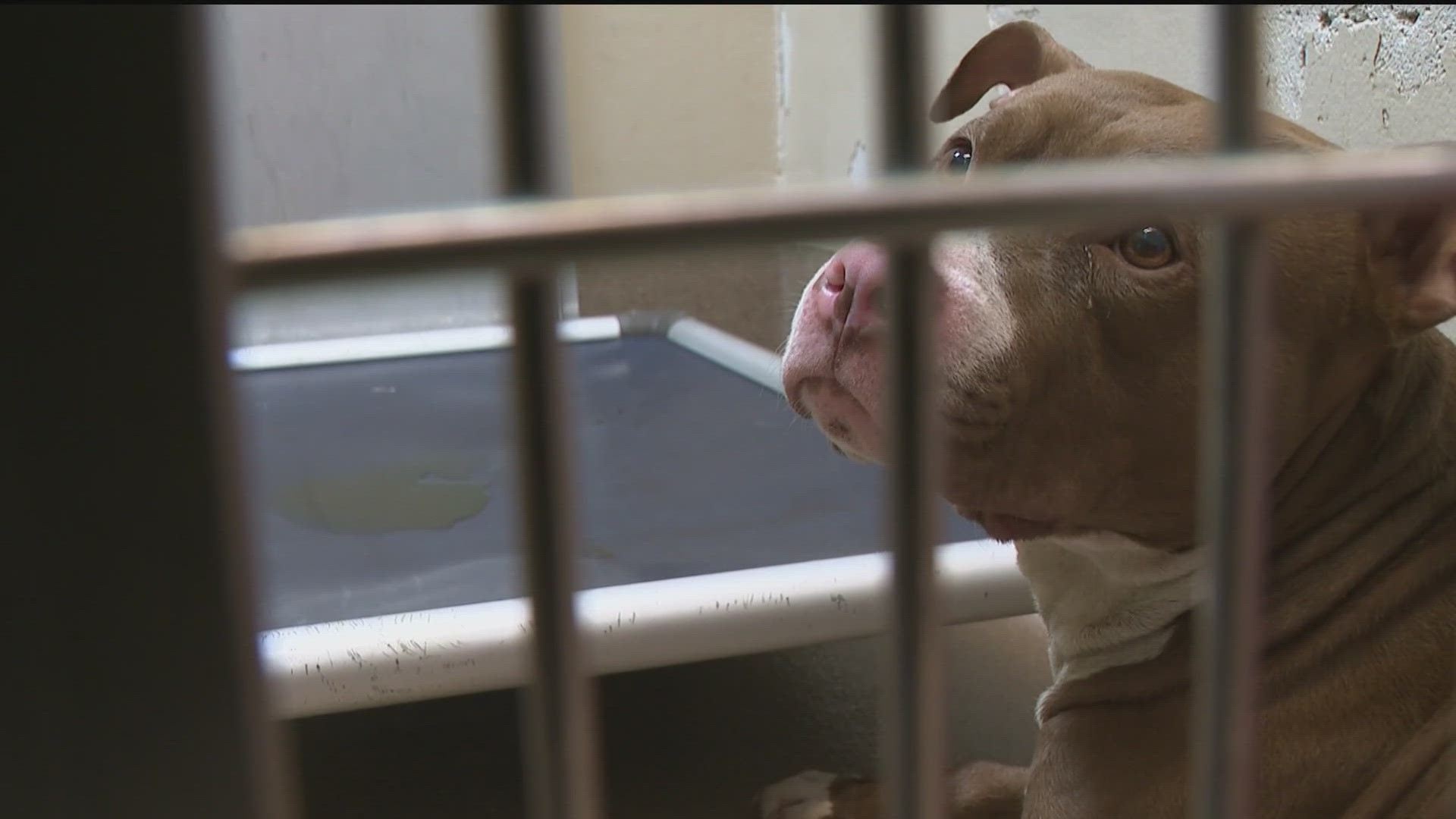 Commissioners recently passed legislation to help move court-held animals through the system and out of shelters.