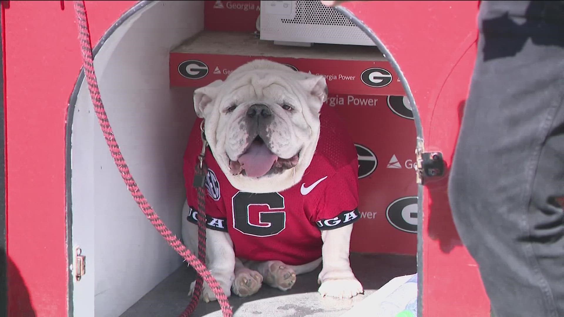 how much does uga bulldog weight