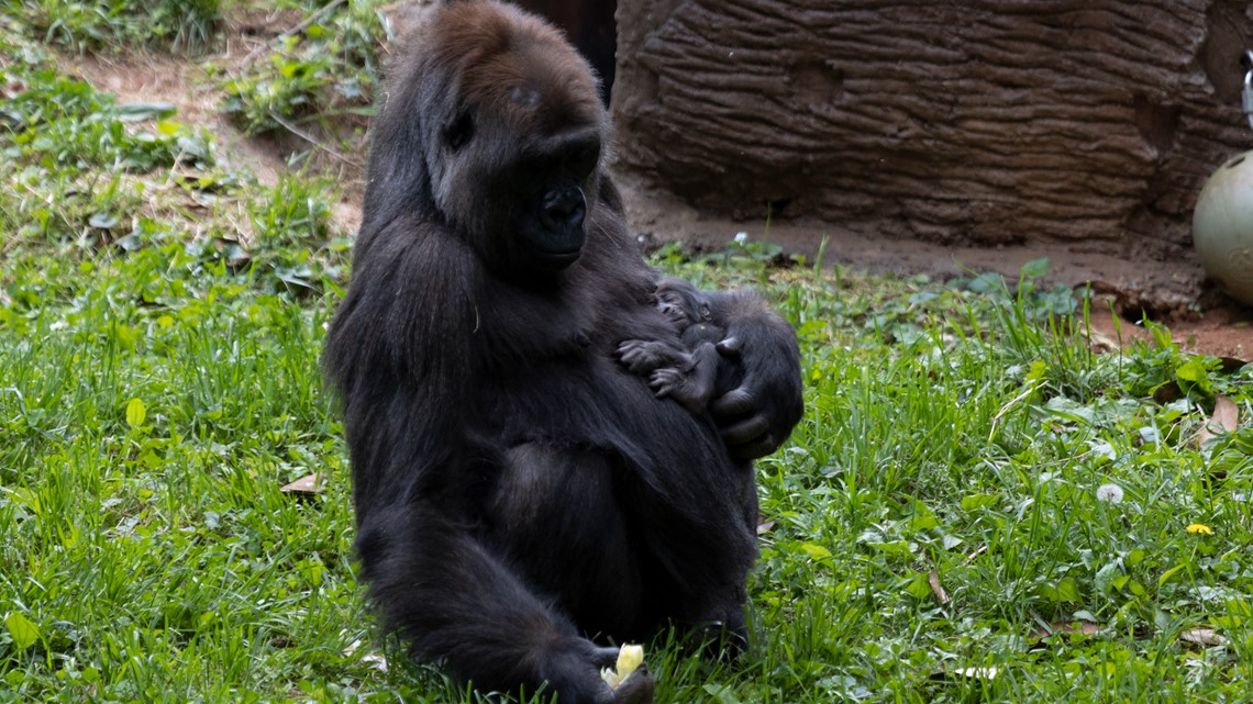 Baby gorilla named Willie B III | Zoo Atlanta | 11alive.com