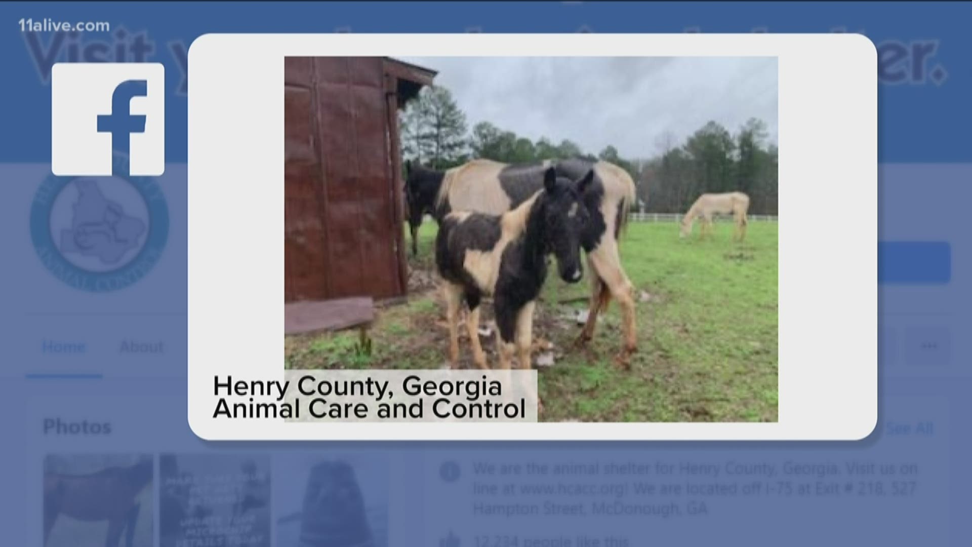 Local groups are now taking donations and money to help care for the horses.