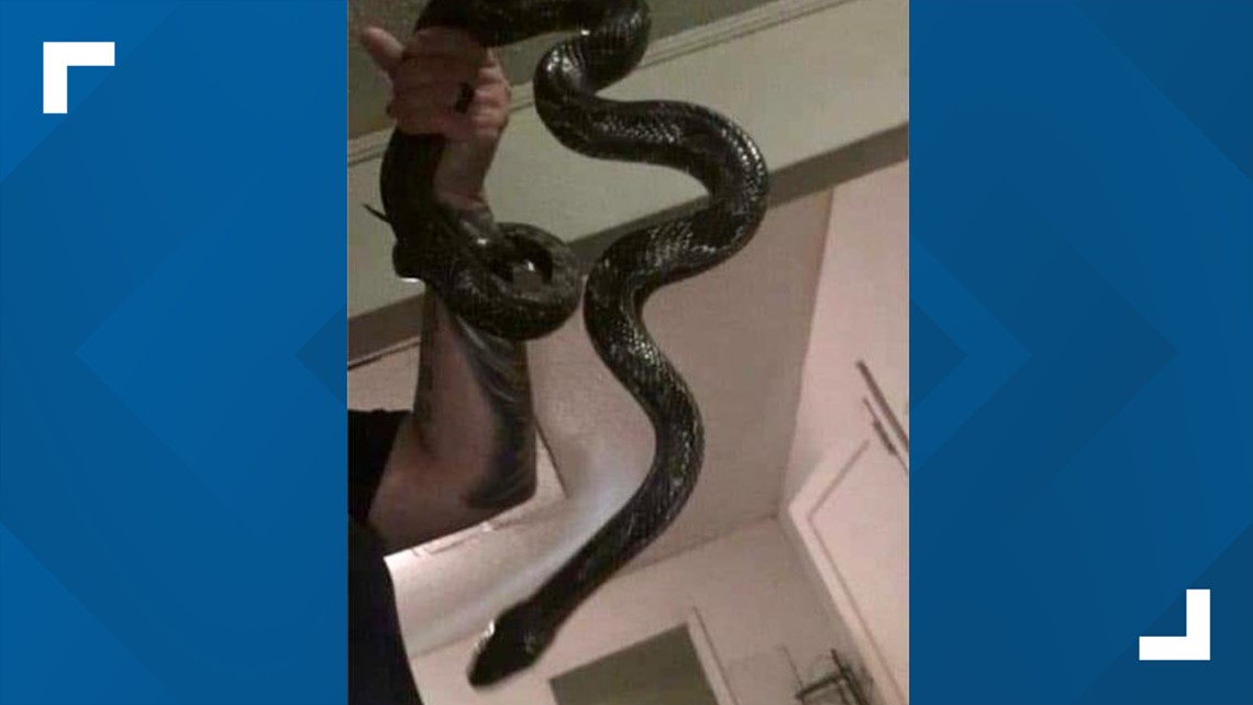Bibb County Sheriff's Office big snake 