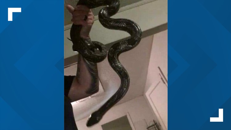 Video: Deputies looking for the owner of pet snake, News