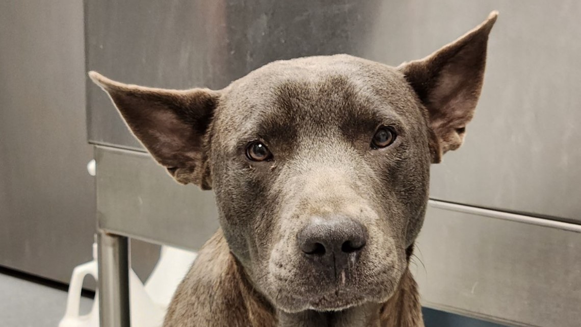 Jackson County, GA dog found with zip tie around genitals