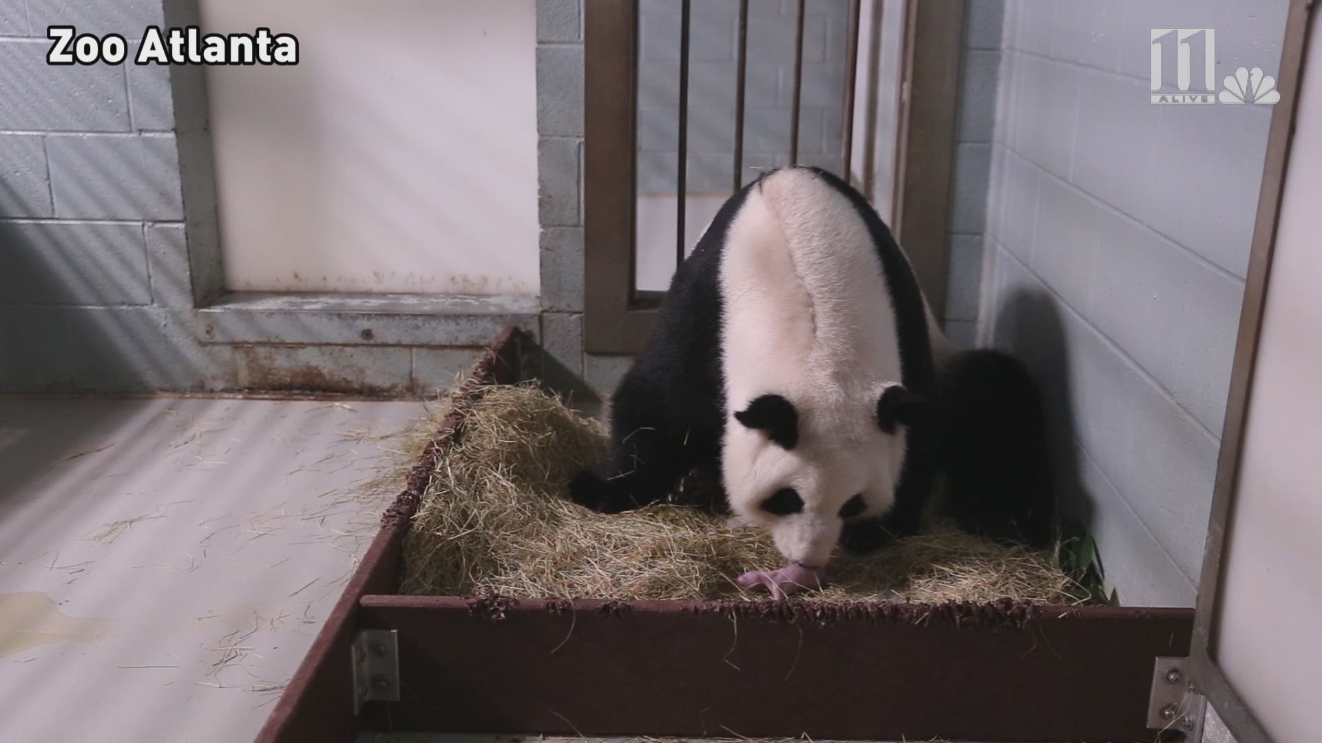 Giant Panda Lun Lun Gives Birth To Twins At Zoo Atlanta 11alive Com