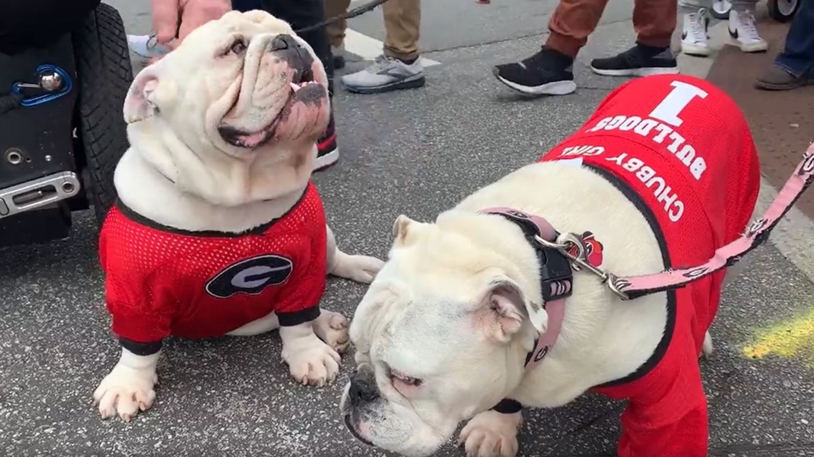 Georgia football sees epic guest star in the Dawg Walk