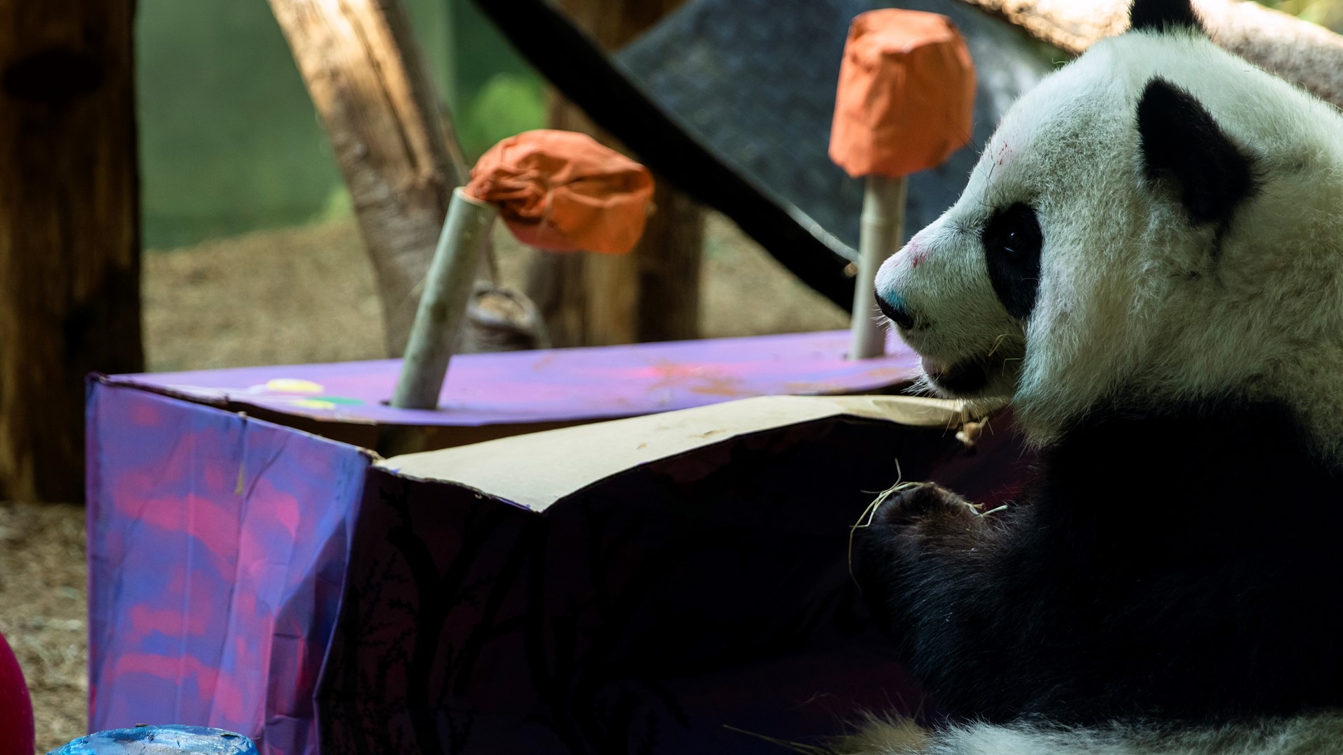 Zoo Atlanta pandas turn 3 years old! | 11alive.com