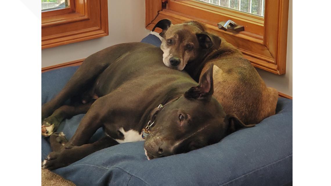 Pet investigation reaction to arthritis medication Librela | FDA warning