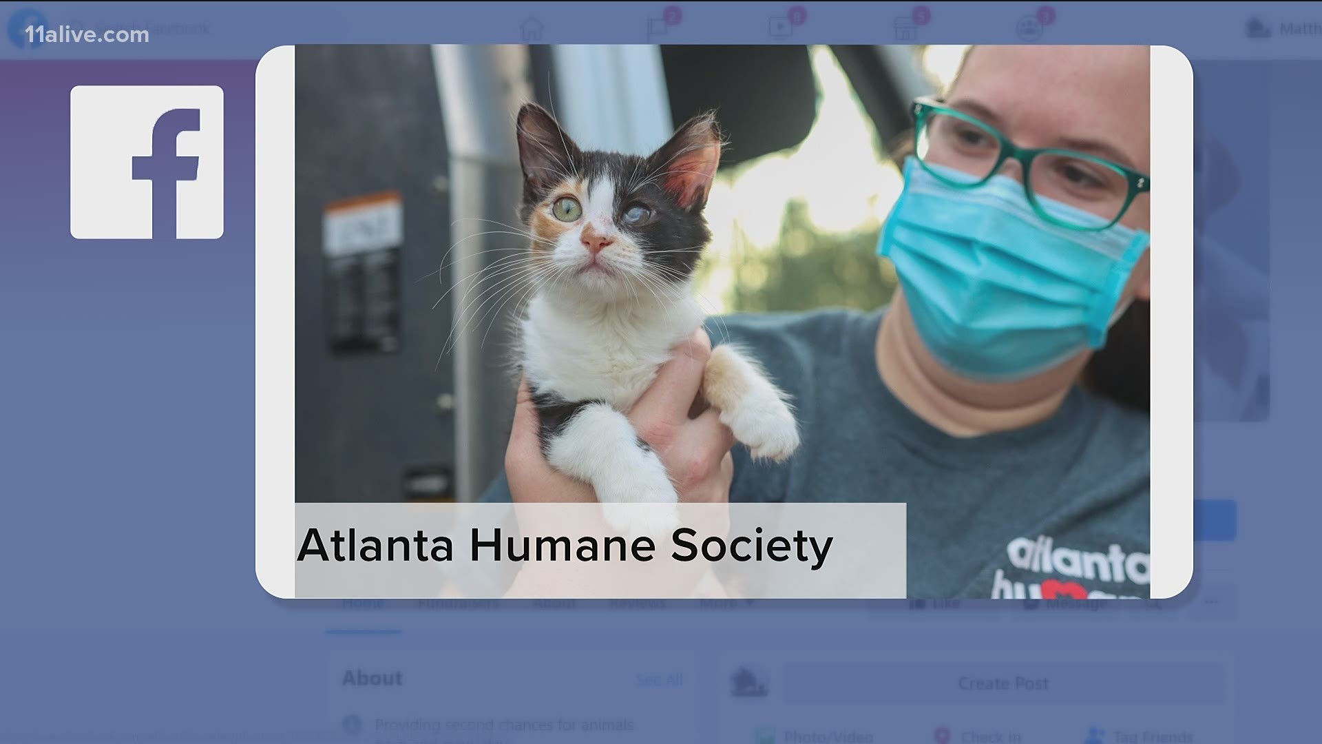 Adopt a Cat  Atlanta Humane Society